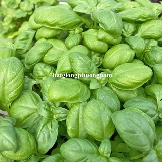 0,5 Gram - Hạt Giống Húng Tây Basilý Phương Nam