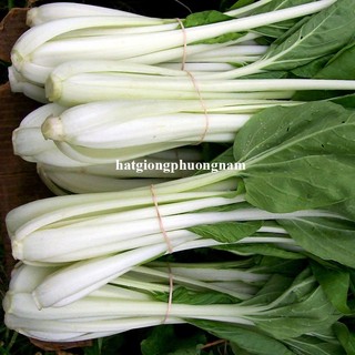 20 Gram - Hạt Giống Cải Bẹ Trắng Phương Nam