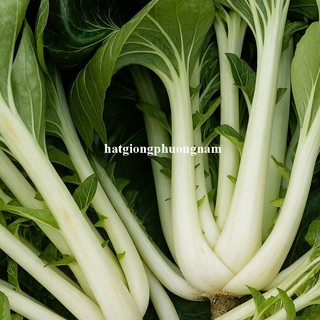 20 Gram - Hạt Giống Cải Bẹ Trắng Phương Nam