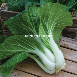 20 Gram - Hạt Giống Cải Bẹ Trắng Phương Nam
