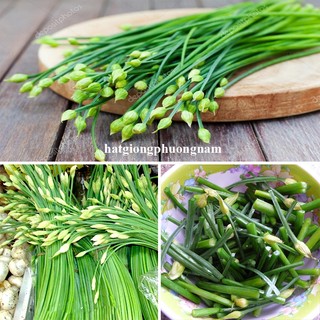 1 Gram - Hạt Giống Bông Hẹ Phương Nam