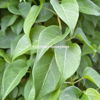 15 Hạt - Hạt Giống  Lá Giang Phương Nam