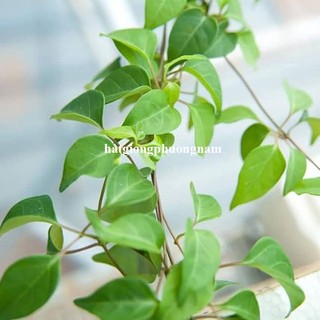 15 Hạt - Hạt Giống  Lá Giang Phương Nam