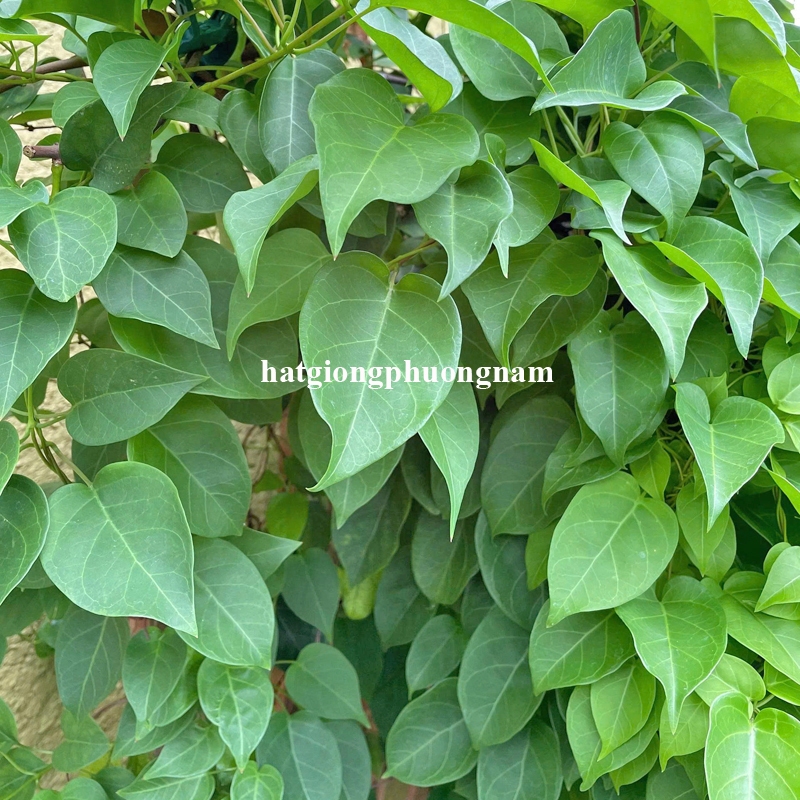 15 Hạt - Hạt Giống  Lá Giang Phương Nam