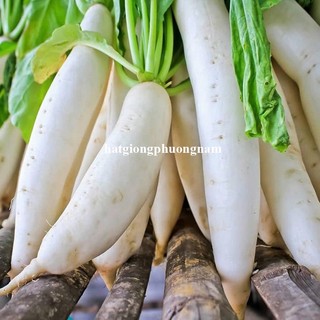20 Gram - Hạt Giống Củ Cải Trắng Phương Nam