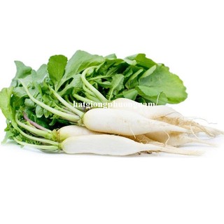 20 Gram - Hạt Giống Củ Cải Trắng Phương Nam