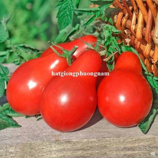 30 Hạt - Hạt Giống Cà Chua Cherry Lê Đỏ Phương Nam