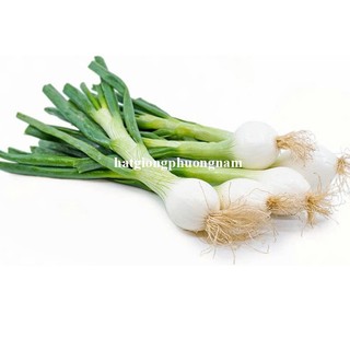 2 Gram - Hạt Giống Hành Lá Phương Nam