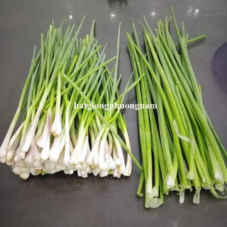 2 Gram - Hạt Giống Hành Lá Phương Nam