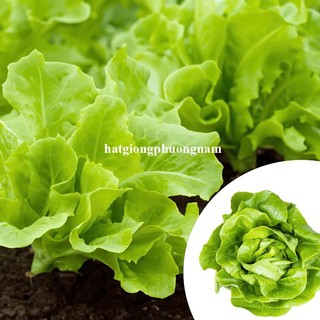 2 Gram - Hạt Giống Xà Lách Búp (Đăm) Phương Nam