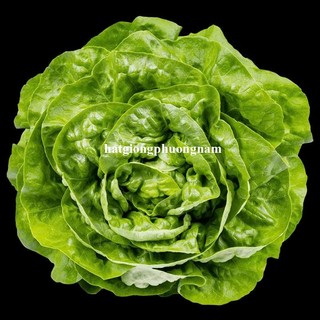 2 Gram - Hạt Giống Xà Lách Búp (Đăm) Phương Nam