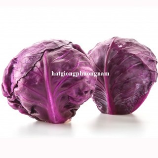 0,5 Gram - Hạt Giống Bắp Cải Tím Phương Nam