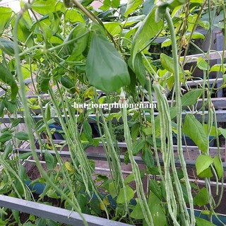 20 Gram - Hạt Giống Đậu Đũa Bụi Phương Nam