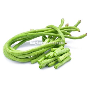 20 Gram - Hạt Giống Đậu Đũa Bụi Phương Nam