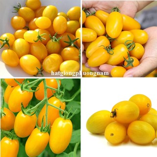 10 Hạt - Hạt Giống Cà Chua Cherry Vàng F1 Phương Nam