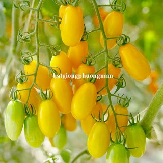 10 Hạt - Hạt Giống Cà Chua Cherry Vàng F1 Phương Nam