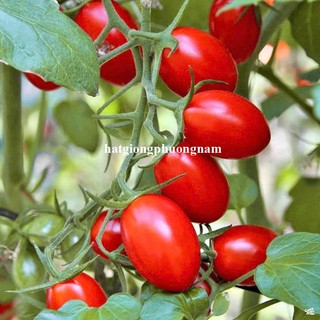20 Hạt - Hạt Giống Cà Chua Cherry Đỏ Phương Nam