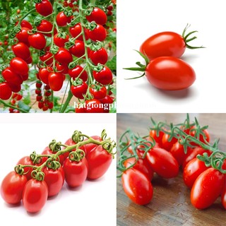 20 Hạt - Hạt Giống Cà Chua Cherry Đỏ Phương Nam