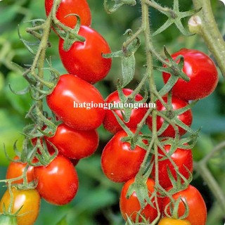 20 Hạt - Hạt Giống Cà Chua Cherry Đỏ Phương Nam