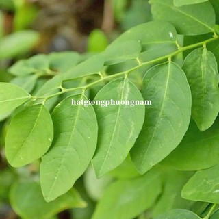 50 Hạt - Hạt Giống Rau Ngót Phương Nam