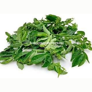 50 Hạt - Hạt Giống Rau Ngót Phương Nam
