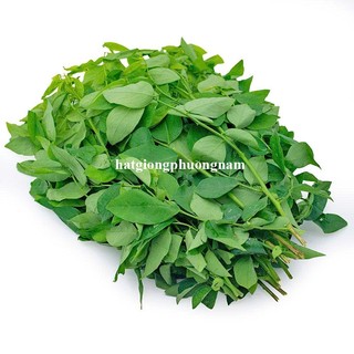 50 Hạt - Hạt Giống Rau Ngót Phương Nam