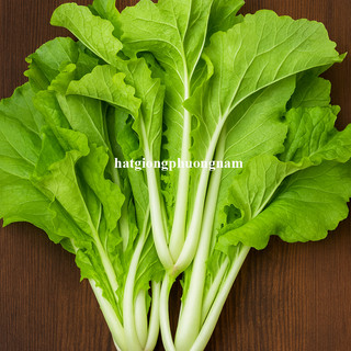 10 Gram  - Hạt Giống Cải Bẹ Dún Phương Nam
