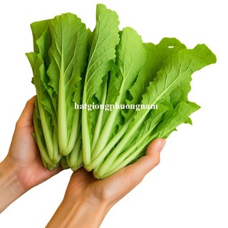 10 Gram  - Hạt Giống Cải Bẹ Dún Phương Nam