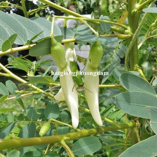50 Hạt - Hạt Giống So Đũa Phương Nam