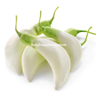 50 Hạt - Hạt Giống So Đũa Phương Nam
