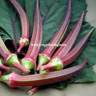 2 Gram- Hạt Giống Đậu Bắp Đỏ Phương Nam