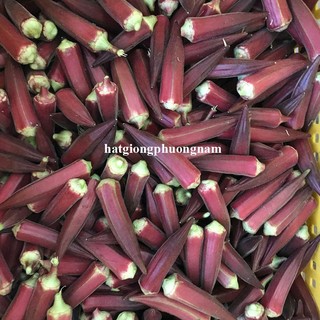 2 Gram- Hạt Giống Đậu Bắp Đỏ Phương Nam