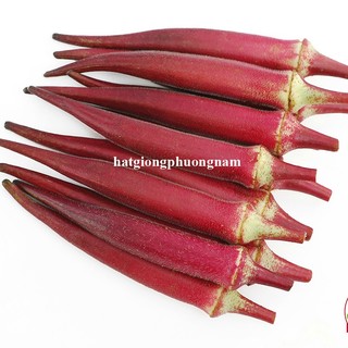2 Gram- Hạt Giống Đậu Bắp Đỏ Phương Nam