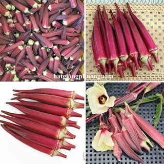 2 Gram- Hạt Giống Đậu Bắp Đỏ Phương Nam