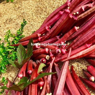 2 Gram- Hạt Giống Đậu Bắp Đỏ Phương Nam