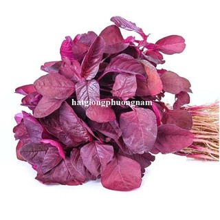 20 Gram - Hạt Giống Rau Dền Đỏ Phương Nam