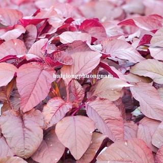 20 Gram - Hạt Giống Rau Dền Đỏ Phương Nam