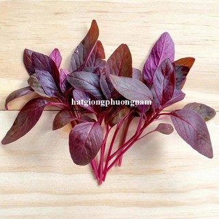 20 Gram - Hạt Giống Rau Dền Đỏ Phương Nam