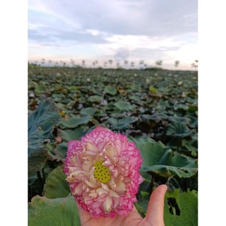 Tinh bột củ sen
