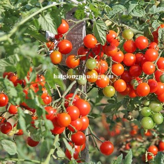 10 Hạt - Hạt Giống Cà Chua Cherry Rũ Đỏ Phương Nam