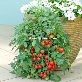 10 Hạt - Hạt Giống Cà Chua Cherry Rũ Đỏ Phương Nam