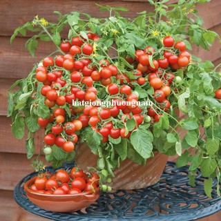 10 Hạt - Hạt Giống Cà Chua Cherry Rũ Đỏ Phương Nam
