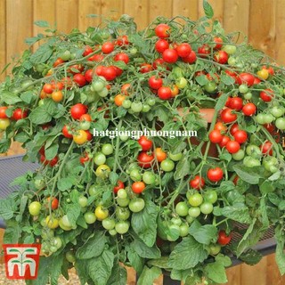 10 Hạt - Hạt Giống Cà Chua Cherry Rũ Đỏ Phương Nam
