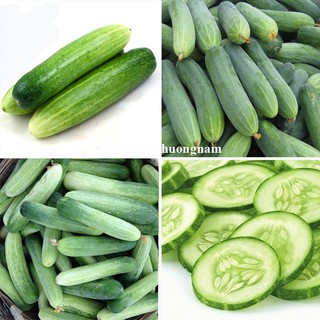 2 Gram - Hạt Giống  Dưa  Leo Phương Nam