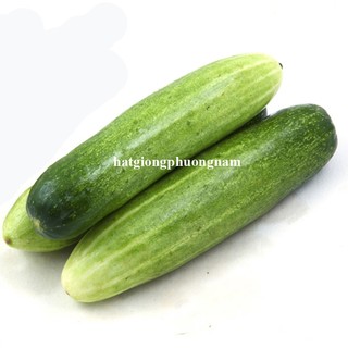 2 Gram - Hạt Giống  Dưa  Leo Phương Nam