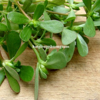 1 Gram - Hạt Giống   Rau Sam Phương Nam