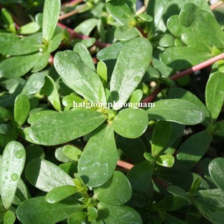 1 Gram - Hạt Giống   Rau Sam Phương Nam