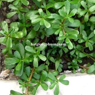 1 Gram - Hạt Giống   Rau Sam Phương Nam