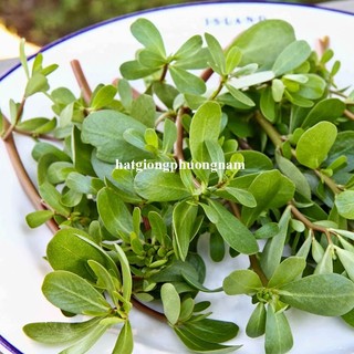 1 Gram - Hạt Giống   Rau Sam Phương Nam
