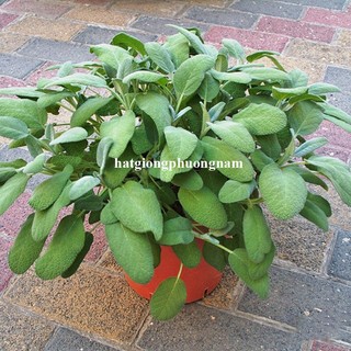 20 Hạt - Hạt Giống Xô Thơm Phương Nam